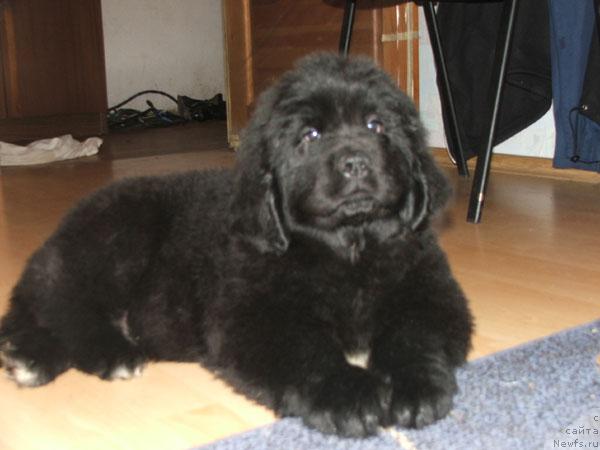 Фото: ньюфаундленд Плюшевая Панда Иванушка