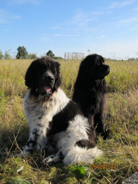 Фото: ньюфаундленд Их Высочество Владлена Маджикс, ньюфаундленд Супер Бизон Екатеринбург (Super Bizon Ekaterinburg)