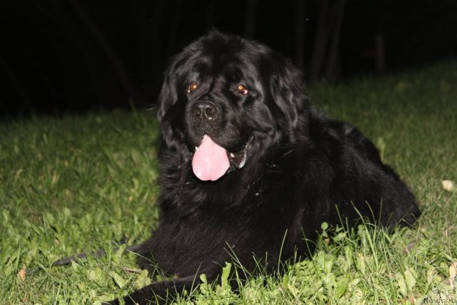 Фото: ньюфаундленд Екселент Стил  из Медвежьего Яра