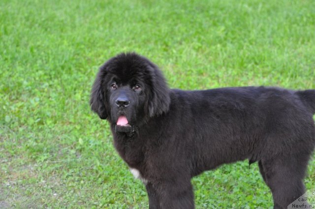 Фото: ньюфаундленд Бегущая по Волнам Зурбаган (Beguschaya po Volnam Zurbagan)