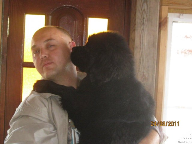 Фото: Андрей Барановский, ньюфаундленд Сент Джонс Челенжер