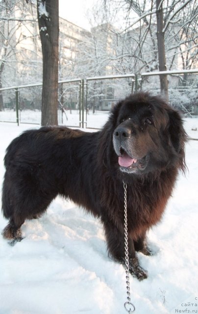 Фото: ньюфаундленд Мирон