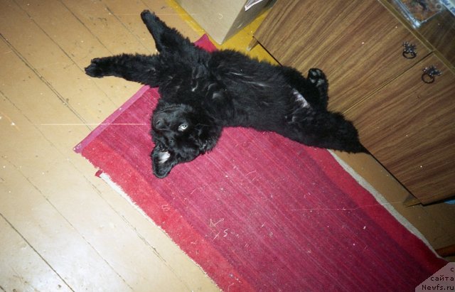 Фото: ньюфаундленд Мирон