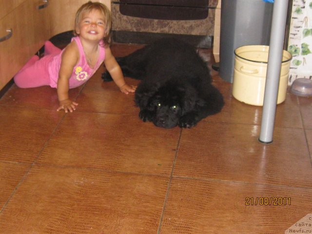 Фото: ньюфаундленд Сент Джонс Челенжер, Елизавета Андреевна!