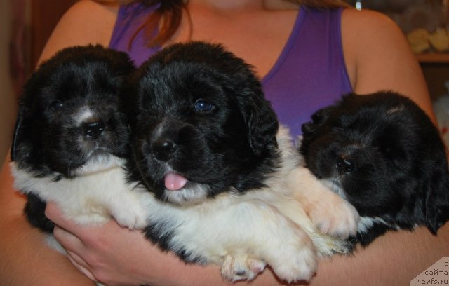 Фото: ньюфаундленд Чеддер Форд от Сибирского Медведя, ньюфаундленд Чинзано Асти от Сибирского Медведя, ньюфаундленд Чудесный Дар от Сибирского Медведя