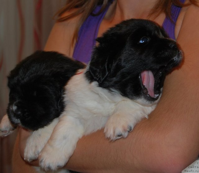 Фото: ньюфаундленд Чеддер Форд от Сибирского Медведя, ньюфаундленд Чинзано Асти от Сибирского Медведя