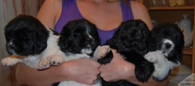 Фото: ньюфаундленд Чарующая Взглядом от Сибирского Медведя, ньюфаундленд Частичка Сердца от Сибирского Медведя, ньюфаундленд Черная Жемчужина от Сибирского Медведя, ньюфаундленд Чувство Стиля от Сибирского Медведя