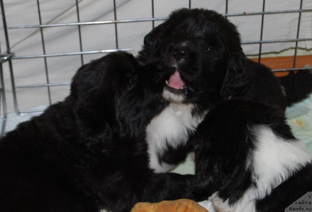 Фото: ньюфаундленд Черная Жемчужина от Сибирского Медведя