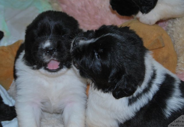 Фото: ньюфаундленд Чарующая Взглядом от Сибирского Медведя, ньюфаундленд Чинзано Асти от Сибирского Медведя