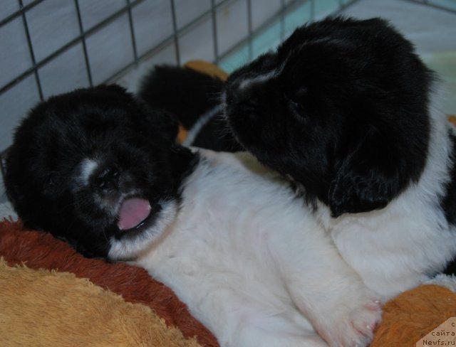 Фото: ньюфаундленд Чарующая Взглядом от Сибирского Медведя, ньюфаундленд Чинзано Асти от Сибирского Медведя