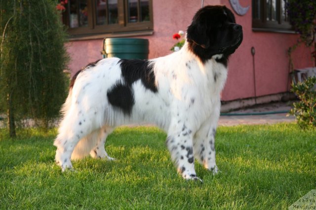 Фото: ньюфаундленд Аквиан Сонг Зеро Гравити (Akvian Song Zero Graviti)