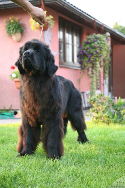 Фото: ньюфаундленд Сент Джонс Хендсел фо Ми (Sent Djons Handsel for Me)