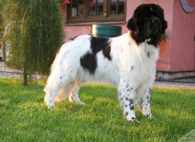 Фото: ньюфаундленд Аквиан Сонг Зеро Гравити (Akvian Song Zero Graviti)