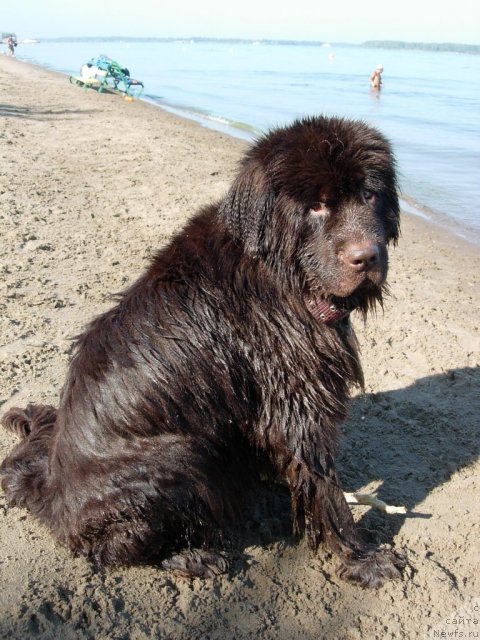 Фото: ньюфаундленд Звездная Тоскана Лесная Раскрасавица