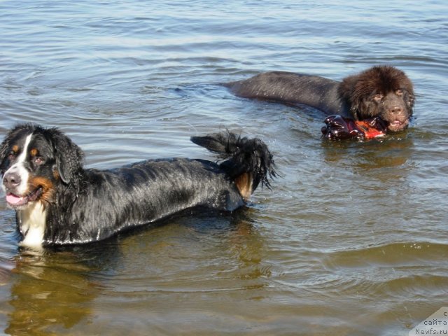 Фото: ньюфаундленд Звездная Тоскана Лесная Раскрасавица