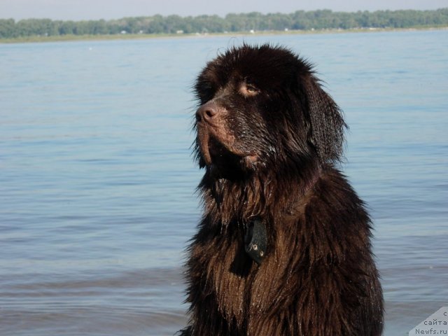 Фото: ньюфаундленд Звездная Тоскана Лесная Раскрасавица