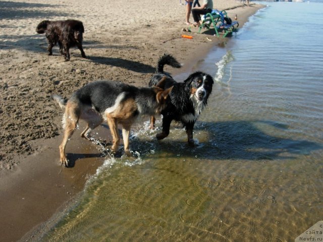 Фото: ньюфаундленд Звездная Тоскана Лесная Раскрасавица