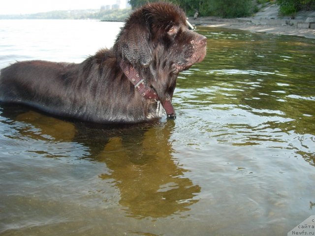 Фото: ньюфаундленд Звездная Тоскана Лесная Раскрасавица