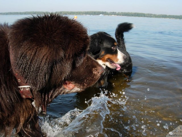 Фото: ньюфаундленд Звездная Тоскана Лесная Раскрасавица