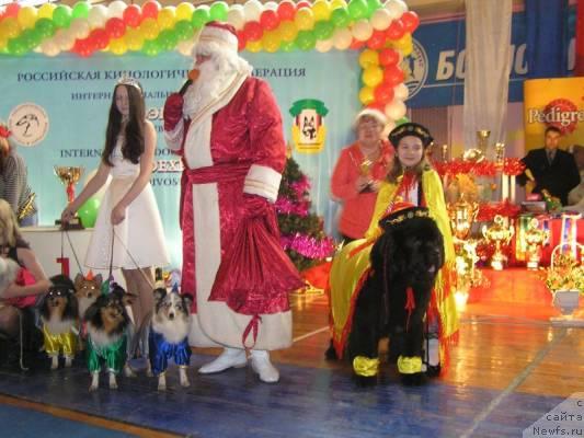 Фото: ньюфаундленд Его Высочество от Сибирского Медведя (Ego Vysochestvo ot Sibirskogo Medvedja), Юрий Рахтиенко