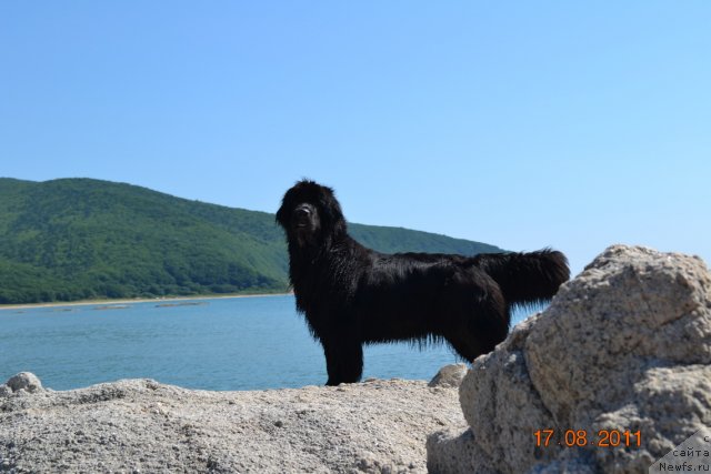 Фото: ньюфаундленд I'm Little Princess Midnight Bear