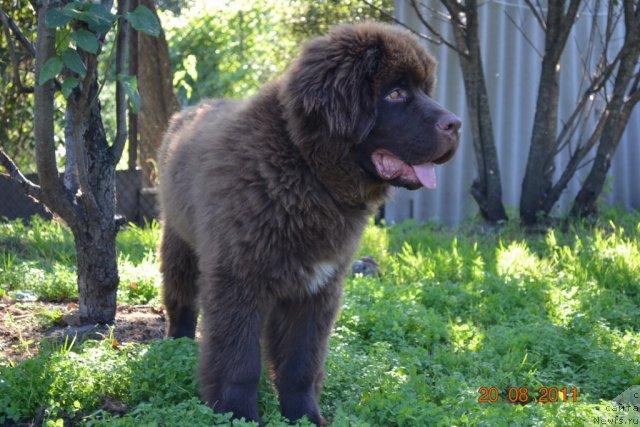 Фото: ньюфаундленд Акватория Келвин Риверданс (Aquatoriya Kelvin Riverdance)