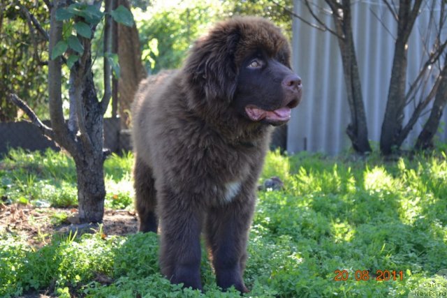 Фото: ньюфаундленд Акватория Келвин Риверданс (Aquatoriya Kelvin Riverdance)