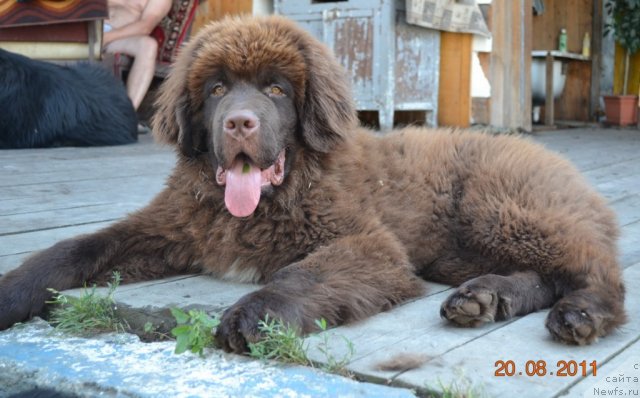 Фото: ньюфаундленд Акватория Келвин Риверданс (Aquatoriya Kelvin Riverdance)