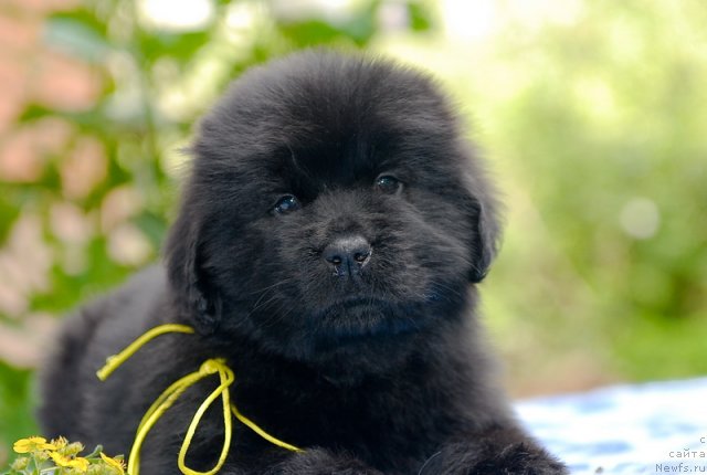 Фото: ньюфаундленд Сент Джонс Шарлотта