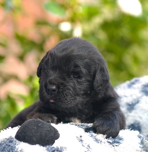 Фото: ньюфаундленд Сент Джонс Оскар (Sent Djons Oskar)