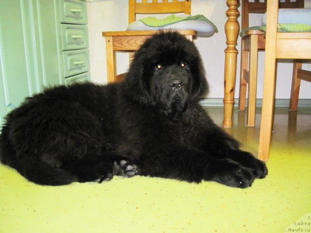 Фото: Бегущая по волнам Зум Зум