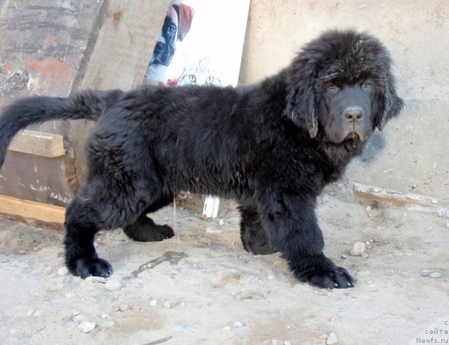 Фото: ньюфаундленд С'Нежная Вьюга Амаретто Ди Соронно (S'Nezhnaya Vjuga Amaretto di Soronno)