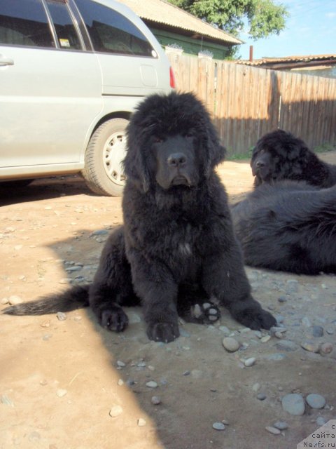 Фото: ньюфаундленд С'Нежная Вьюга Амаретто Ди Соронно (S'Nezhnaya Vjuga Amaretto di Soronno)