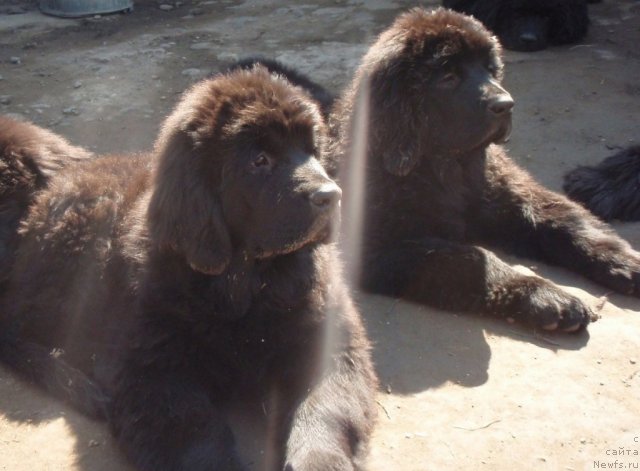 Фотография № 75946