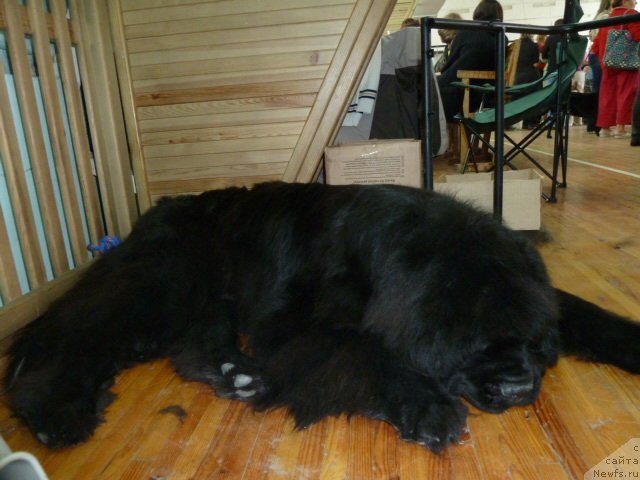 Фото: ньюфаундленд Lifeguard's American Style