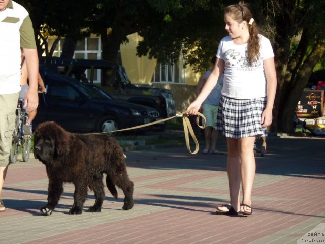 Фото: ньюфаундленд Бегущая по Волнам Зиллион (Beguschaya po Volnam Zillion)