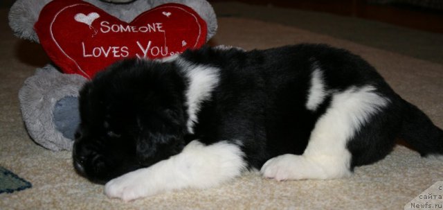 Фото: ньюфаундленд Фиаметтахауз  Онли  Ю