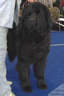 Фото: ньюфаундленд Плюшевая Панда Бархатная Роза (Plushevaya Panda Barhatnaya Roza)