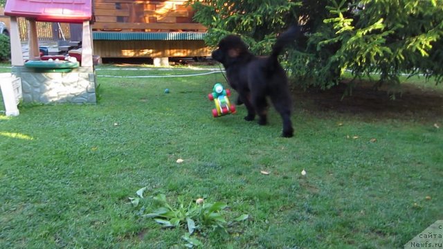 Фото: ньюфаундленд Very Fairweathers X'Got The Rhythm