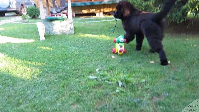 Фото: ньюфаундленд Very Fairweathers X'Got The Rhythm