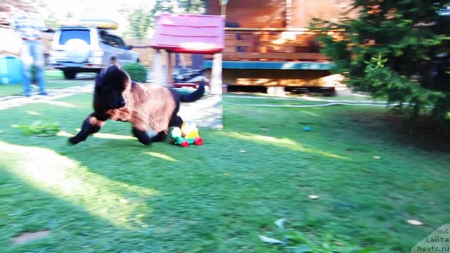 Фото: ньюфаундленд Very Fairweathers X'Got The Rhythm