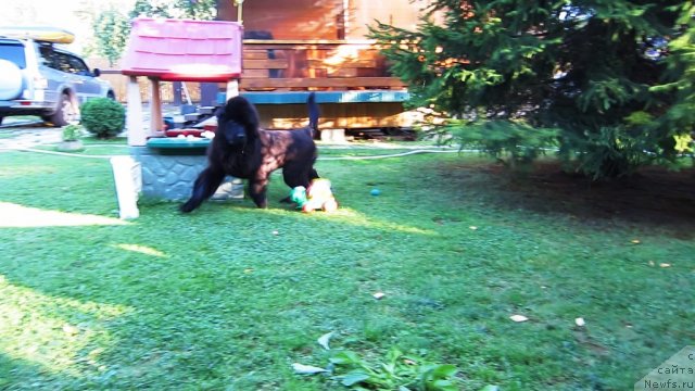 Фото: ньюфаундленд Very Fairweathers X'Got The Rhythm