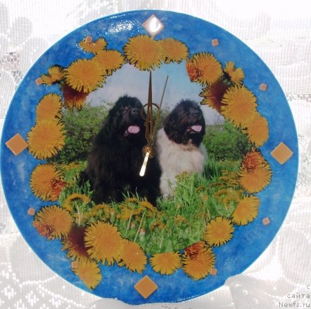 Фото: ньюфаундленд King of Helluland I'm Precious, ньюфаундленд Веснушка на Счастье (Vesnushka na Shastie)