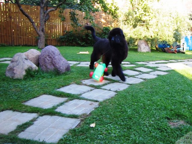 Фото: ньюфаундленд Very Fairweathers X'Got The Rhythm