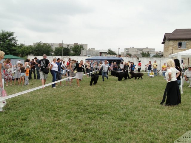Фото: ньюфаундленд Velyke Malyatko Yaskrava Usmishka, ньюфаундленд Voyajer Mister Newf, ньюфаундленд Октябрина с Берега Дона (Oktjabrina s Berega Dona)