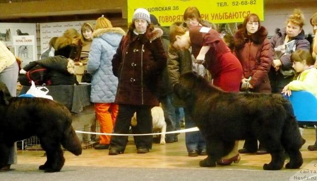 Фото: ньюфаундленд Супер Премиум Аск Ми Фром Эксклюзив, Мария Карташова