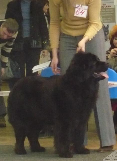 Фото: ньюфаундленд Валькирия Калипса