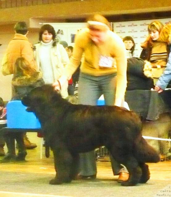 Фото: ньюфаундленд Царственный Емельян