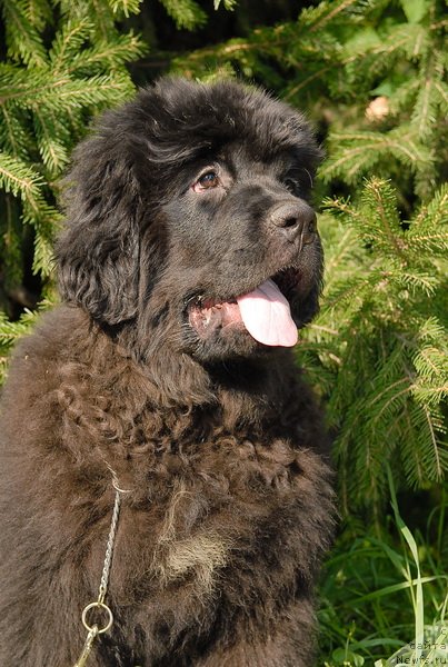 Фото: ньюфаундленд Сент Джонс Челеста