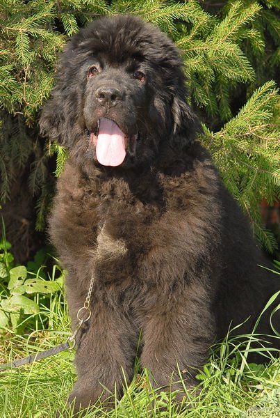 Фото: ньюфаундленд Сент Джонс Челеста